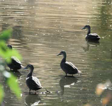 Pacific_Black_Ducks_Millards_Pool_10_March_2019_WClarke