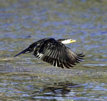 Pied_Cormorant_Northam_Pool_10_January_2019_WClarke
