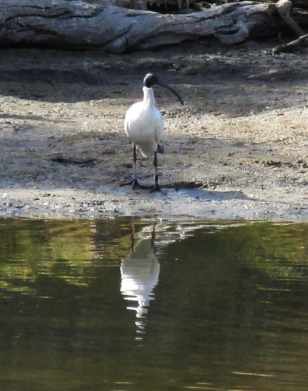 Sacred_Ibis_Millards_Pool_East_25_May_2012a_WClarke