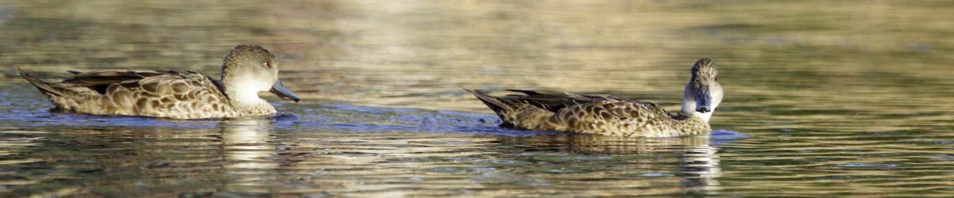 Grey_Teal_Northam_Pool_10_January_2019_WClarke